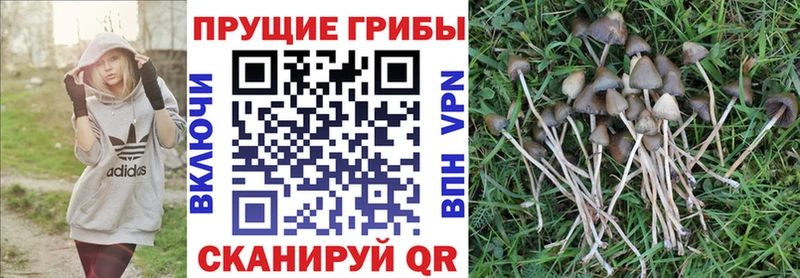 Галлюциногенные грибы ЛСД  KRAKEN зеркало  Мышкин  где найти  
